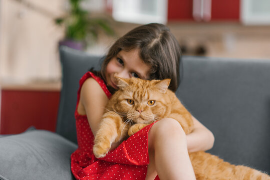 Beautiful girl in a red dress holds her beloved red British cat in her arms