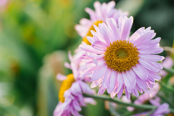 Obraz premium Lilac beautiful Aster alpinus flowers bloom in the garden in summer