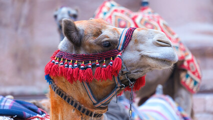 Camels wearing colourful headdress in popular tourism city of Petra, Jordan