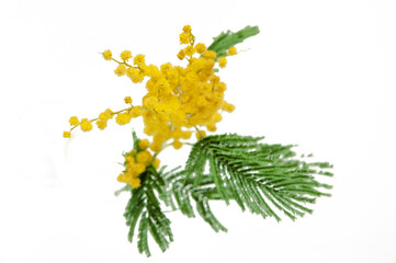 beautiful bouquet of yellow mimosa flowers isolated on white background. Closeup