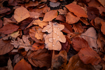 Colorful autumn leaves on the ground with dew drops