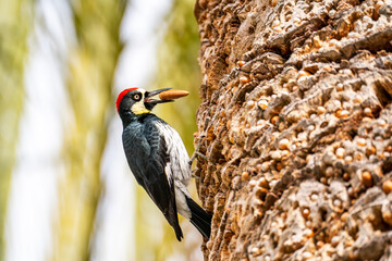 Acorn woodpecker with an acorn in its beak sitting on a palm tree close-up.