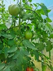 Close-up - a green large tomato ripens in a greenhouse