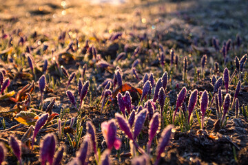 Close up frosted purple crocus flowers in autumn morning concept photo. Front view photography with sunrise. Natural backlight. High quality picture for wallpaper, travel blog, magazine, article - obrazy, fototapety, plakaty