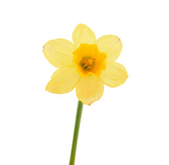 Yellow daffodil isolated on white background.