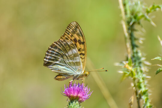 Argynnis paphia, Silver Washed Fritillary butterfly . Fritillary Butterfly with a blurred background