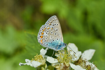 Common Blue Butterfly (Polyommatus icarus) Little blue butterfly on wild flower