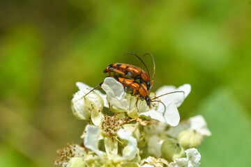 Two longhorn bug on white flower. Rutpela septempunctata mating