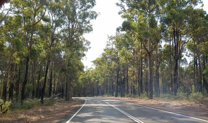 road in the forest