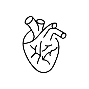 The anatomical human heart is a linear icon in a vector, an illustration of an internal organ.