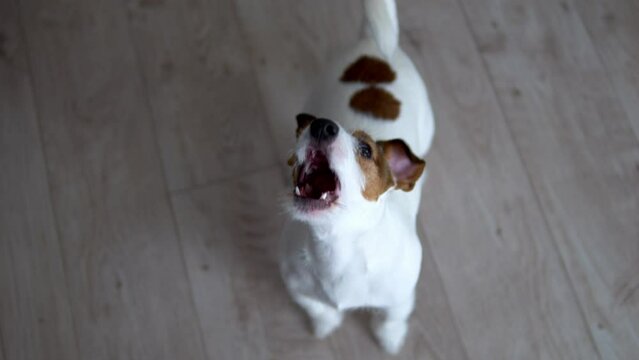 The dog barks and looks at you. Pet aggression.