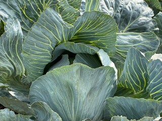 Obraz premium Cabbage on the ground.