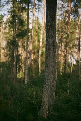 Obraz premium Young spruce trees and saplings. Concept of better future and reforestation. Forest restoration and environmental protection in Europe.