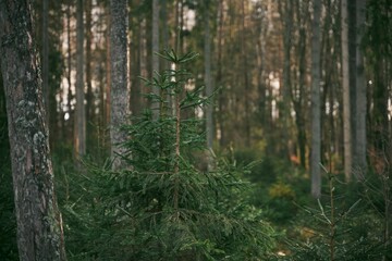 Obraz premium Reforestation concept. Young sprouts of coniferous trees. Small sapling of spruce grows in the forest ground with green moss. Small coniferous tree.