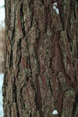 A macro close-up of a plant bark of fir tree with texture and detail crevices and rough surface