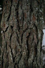 Obraz premium Textured plant bark of a pine tree with weathered texture and detailed crevices and rough surface