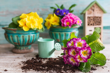 Colorful spring primula seedlings ready for planting