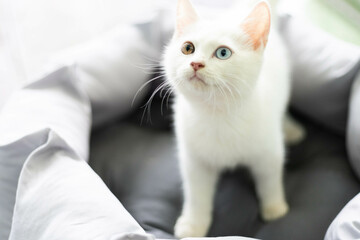 A very cute white cat with two colored eyes.