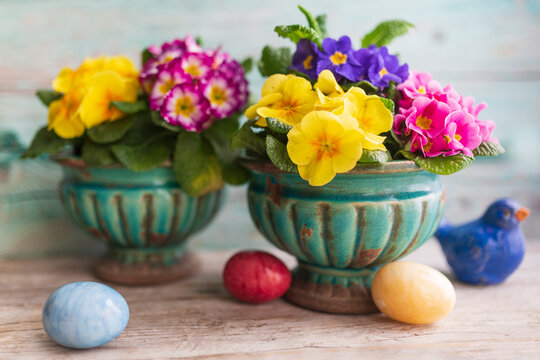 Easter still life with colorful primula flowers