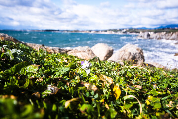 Flower and lelena floated on the Mediterranean coast by stones, Cagliari, Sardinia, Italy