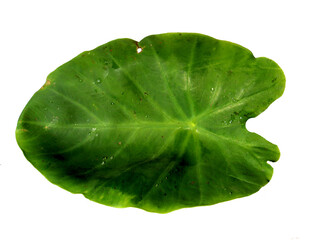 green leaf with drops