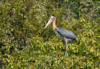lesser adjutant is a large wading bird in the stork family Ciconiidae. this photo was taken from Sundarbans National Park,Bangladesh.