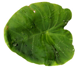 green colocasia  leaf with drops of water