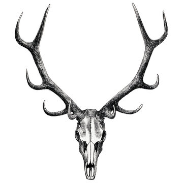 drawing art deer head skull skeletone bone isolated