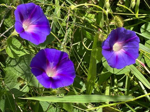 Ipomoea purple flowers Prunkwinde, Trichterwinde in garden.