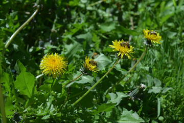 natural spring background with flowering dandelions and bees