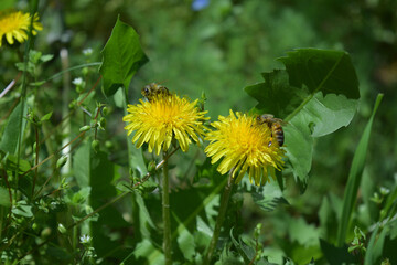 natural spring background with flowering dandelions and bees
