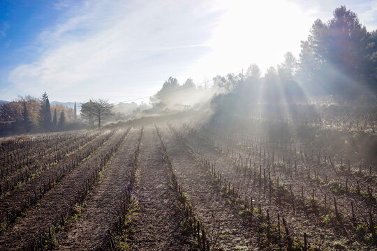 Scenery of vineyard at sunrise, Le Beausset, Provence-Alpes-Cote d'Azur, France