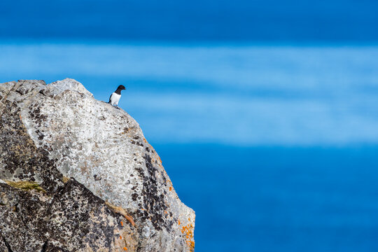 Little auk (Alle alle) perching on rock, Raudfjorden, Spitsbergen, Svalbard and Jan Mayen, Norway