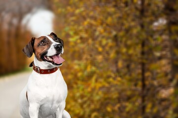 Cute young smart cat pet in park