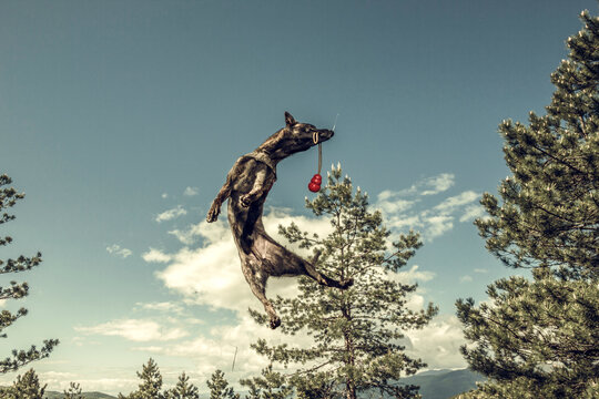 Dog jumping and catching red ball
