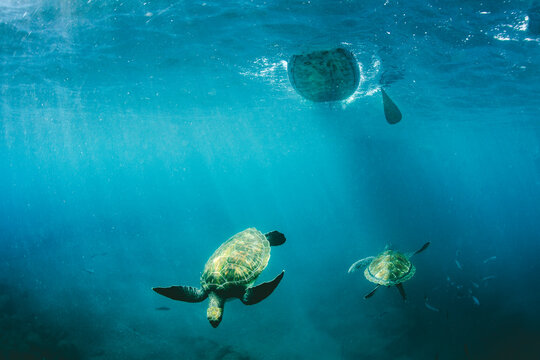 Pro SUP athlete paddles with the turtles