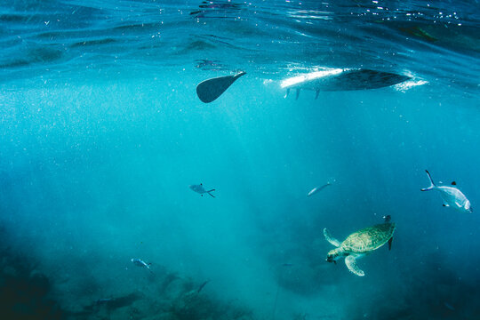 Pro SUP athlete paddles with the turtles