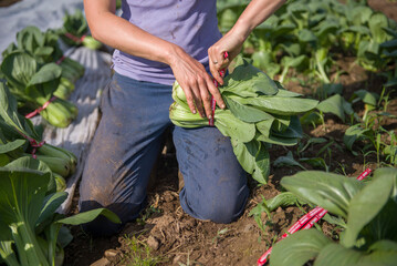 Pac choi harvest
