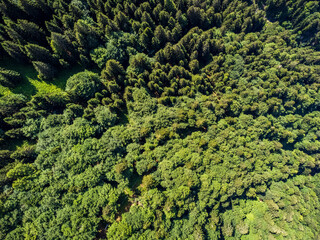 Carnia, Monte Croce pass and Monte Coglians. Nature in Friuli.