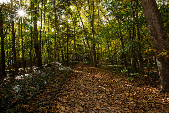 Leaf covered trail
