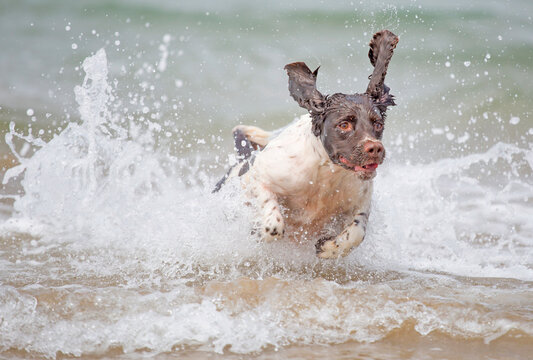 English Springer. Spaniel Single adult running through the surf on a beach, North Devon,UK.