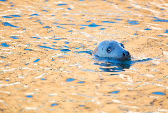Grey seal (Halichoerus grypus) in golden coloured water in a working harbour, Scotland.