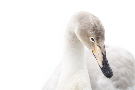 Whooper Swan portrait of a yearling looking against a white back ground (snow) in central Reykjavik, Iceland.