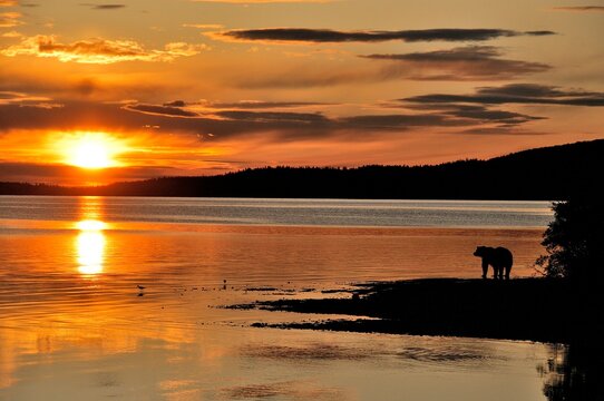 Grizzly bear&Acirc;&nbsp;(Ursus&Acirc;&nbsp;arctos&Acirc;&nbsp;ssp.) on lakeshore at sunset in Katmai National Park, Alaska, USA