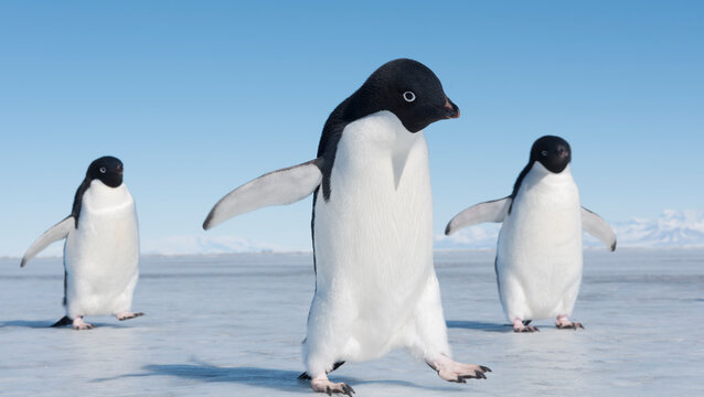 Adelie Penguins in McMurdo Sound Antarctica.