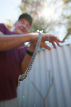 Man holding pet Stimson's python (Antaresia stimsoni) snake, Perth, Western Australia, Australia