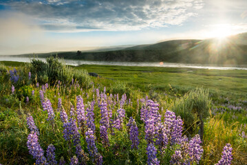 Lupine flowers, Hayden Valley, Yellowstone National Park, Wyoming, USA