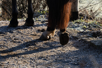 Pferdehufe, Pferdebeine beim Ausruhen, ruhende Haltung auf gefroren Boden im Winter im Sonnenlicht