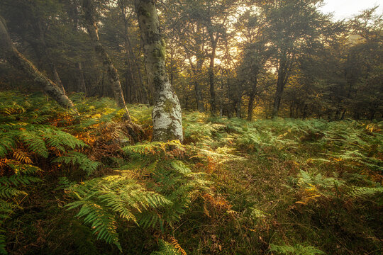 Dense vegetation in a forest in Picos de Europa. Le&Atilde;&sup3;n. Spain.