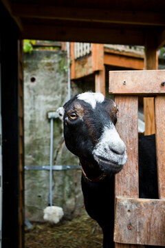 A Backyard Chicken Coop In Austin, Texas Also Houses A Goat. Farm Animals Are Growing In Popularity Throughout The US As People Want To Know Where Their Food Comes From.